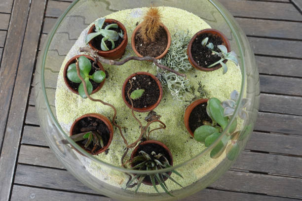 istock Decorative small succulents in a glass vase with sand 1574831633