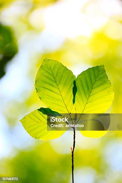 Beech 잎 0명에 대한 스톡 사진 및 기타 이미지 - 0명, 노랑, 녹색