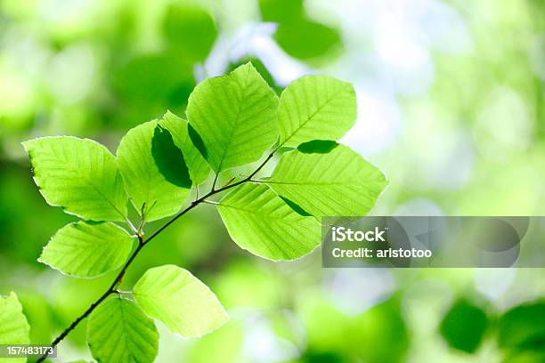 Beech Blätter Stockfoto und mehr Bilder von Bildhintergrund - Bildhintergrund, Bildschärfe, Blatt - Pflanzenbestandteile