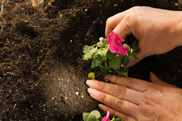 istock Spring Planting in the Garden Hz 157483265