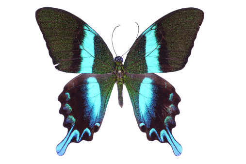 Papilio amazing buttefly isolated over white background