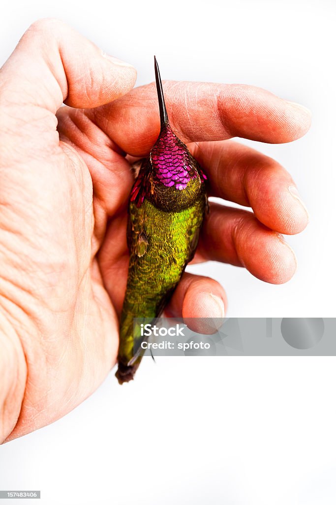 Bird in Hand  Hummingbird Stock Photo