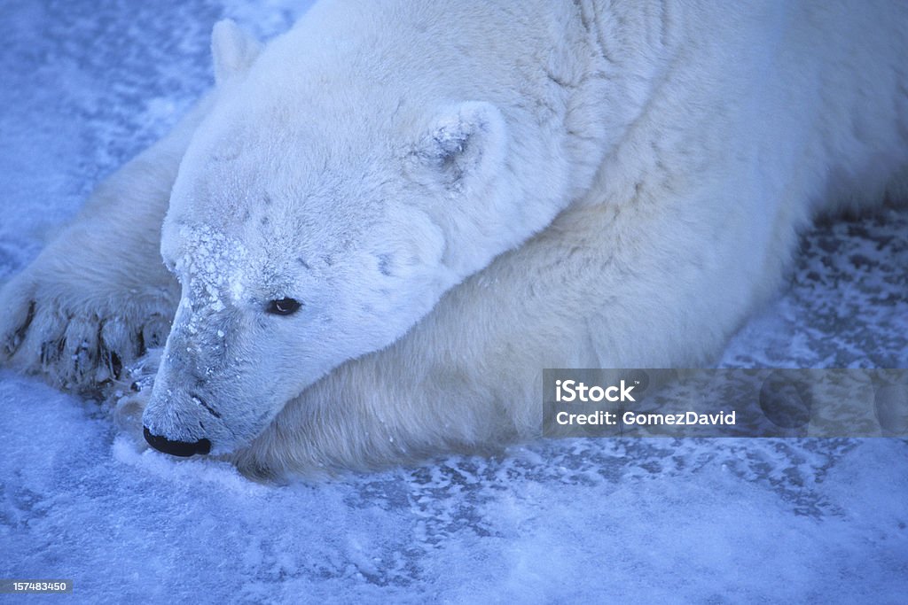 One Wild Polar Bear Lying on Icy Hudson Bay Shore Close-up view of polar bear resting along the Hudson Bay waiting for the bay to freeze over. Animal Stock Photo