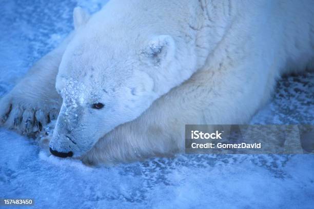 One Wild Polar Bear Lying On Icy Hudson Bay Shore Stock Photo - Download Image Now - Animal, Animal Wildlife, Animals Hunting