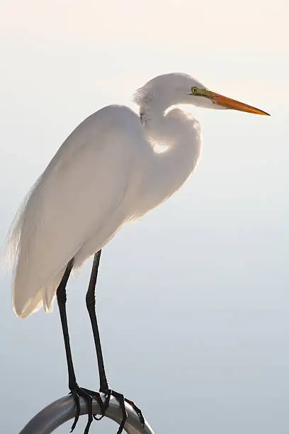 Photo of Magestic great white egret