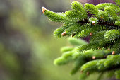 Blooming fir tree