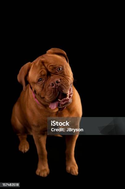 Photo libre de droit de Un Adulte De Dogue De Bordeaux Avec Languette Et Dents De Chien banque d'images et plus d'images libres de droit de Animaux de compagnie