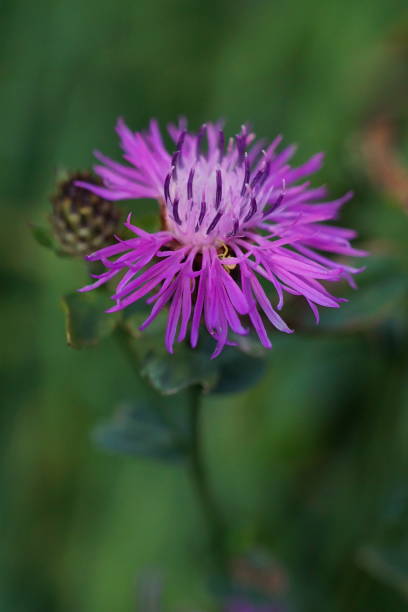 istock Beautiful background with purple knapweeds; Centaurea stoebe 1574836057