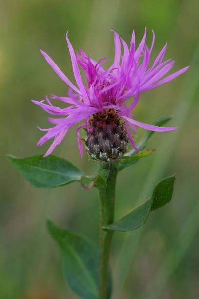 istock Beautiful background with purple knapweeds; Centaurea stoebe 1574836251