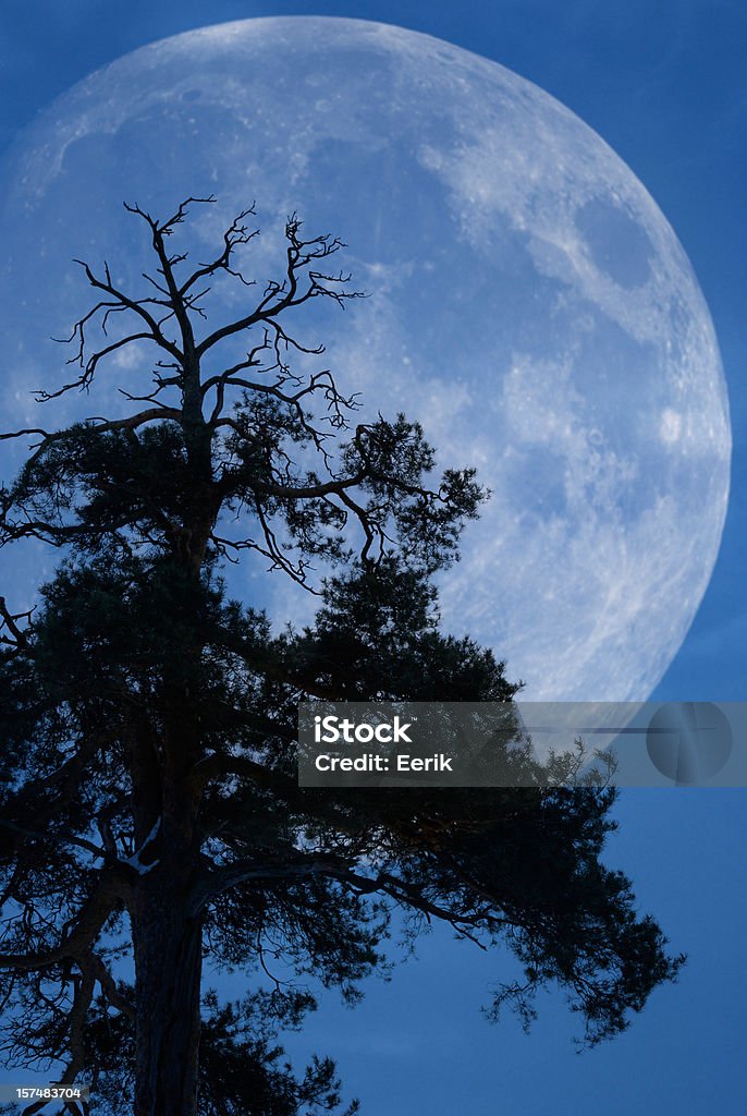 Baum und Mond - Lizenzfrei Waldföhre Stock-Foto