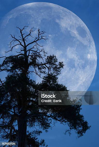 Baum Und Mond Stockfoto und mehr Bilder von Waldföhre - Waldföhre, Abenddämmerung, Ast - Pflanzenbestandteil
