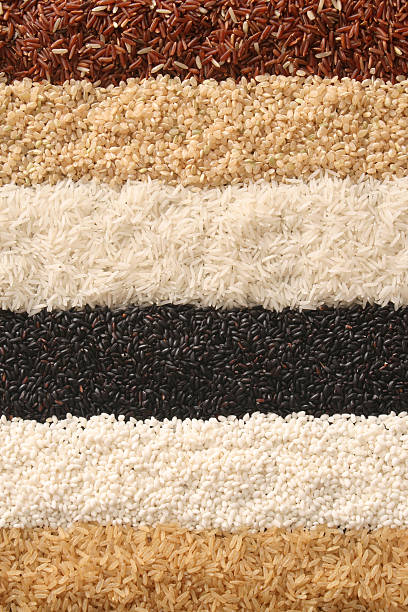 열 rice - processed grains rice variation in a row 뉴스 사진 이미지