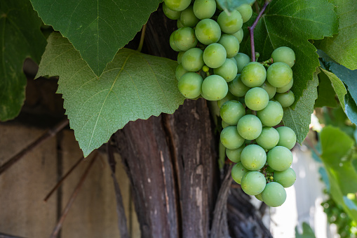 Grones of green, unripe grapes hang on the vine, against the background of grape leaves