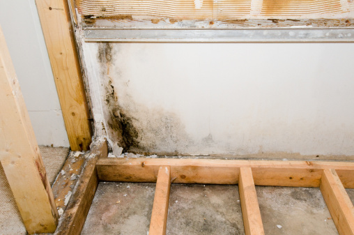 Black mold grows in the basement. The mold was revealed after a poorly installed bathtub and shower surround were removed.