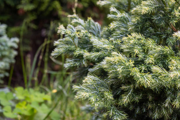 istock Green branches of decorative coniferous tree close-up, blurred background 1574838665