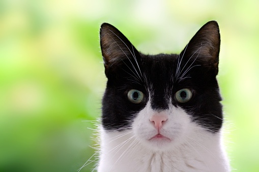close up of a black and white domestic cat, looks like 