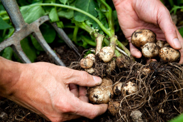istock Hands lifting new potatoes with roots and dirt 157483937