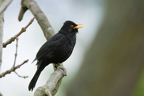 Blackbird Singing  blackbird stock pictures, royalty-free photos & images