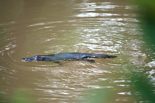 A platypus (also known as Duck Billed Platypus) feeding in a creek in the Atherton Tablelands, Queensland, Australia.