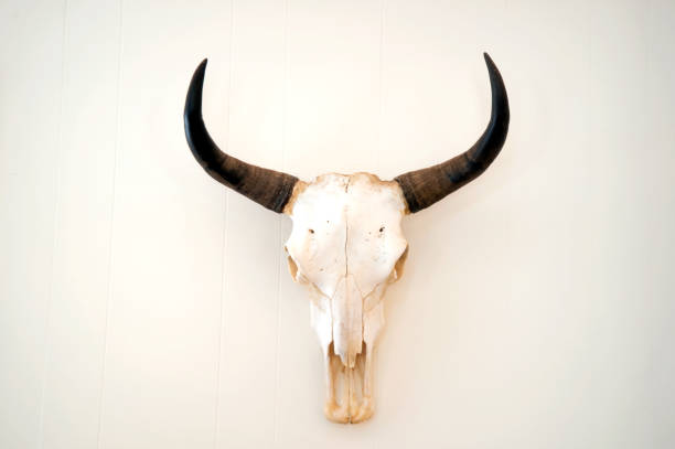 A picture of an animal skull on a white background Steer skull mounted on wall. animal skull cow bull horned stock pictures, royalty-free photos & images