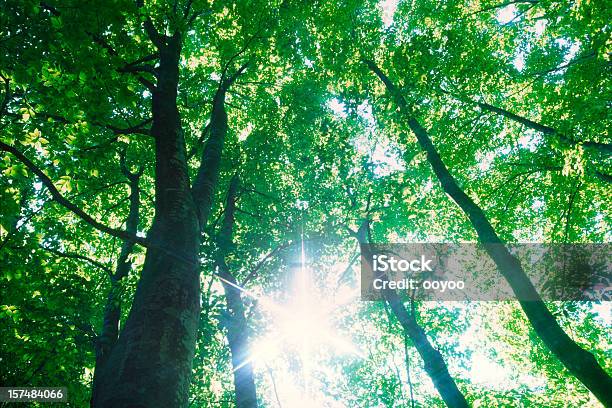 Forest Sonnenlicht Stockfoto und mehr Bilder von Blick nach oben - Blick nach oben, Gedeihend, Baum