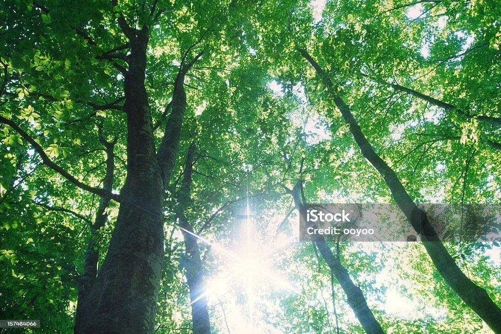 Лес Солнечный свет - Стоковые фото Пышная растительность роялти-фри