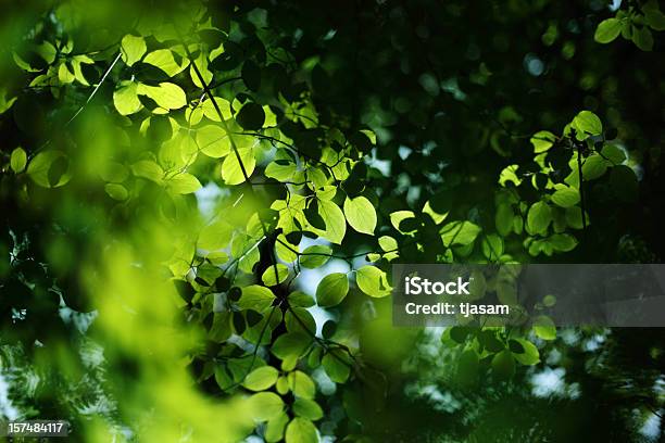 햇빛 통해 나무 나무에 대한 스톡 사진 및 기타 이미지 - 나무, 녹색, 빗나간 포커스