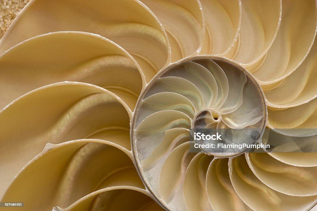 Seashell - Chambered Nautilus Shell Detail. Full Frame. Detail shot of a Nautilus shell cut in half, showing inside of shell and chambers in profile. Nautilus pompilius - Common name of any marine creatures in the cephalopod family Nautilidae, the sole family of the suborder Nautilina. Nature Stock Photo