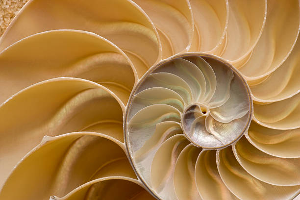 Seashell - Chambered Nautilus Shell Detail. Full Frame. Detail shot of a Nautilus shell cut in half, showing inside of shell and chambers in profile. Nautilus pompilius - Common name of any marine creatures in the cephalopod family Nautilidae, the sole family of the suborder Nautilina. spiral photos stock pictures, royalty-free photos & images