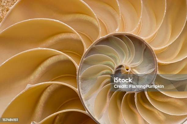 Seashell Chambered Nautilus Shell Detail Full Frame Stock Photo - Download Image Now