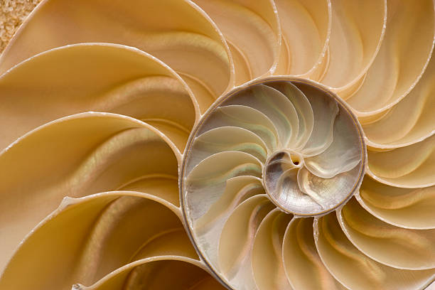 concha de nautilus chambered shell detalhes. quadro total. - cut up fotos - fotografias e filmes do acervo