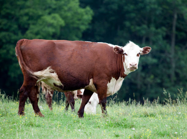 istock Hereford Cow on Farm 157484160