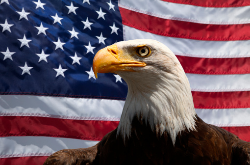 Proud bald eagle with patritotic American flag.