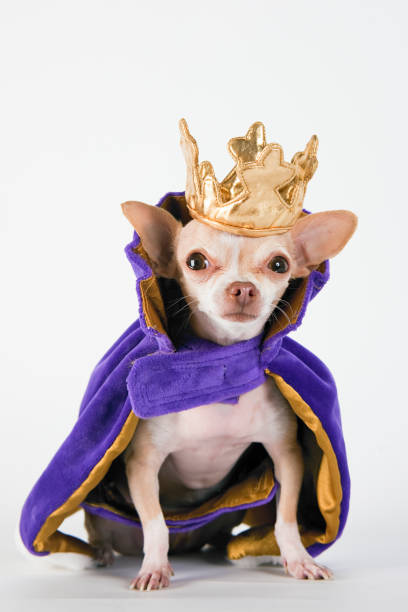 istock Chihuahua wearing a purple robe and crown 157484246