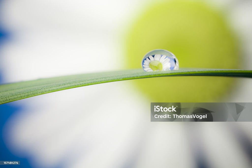 Margarida waterdrop macro - Royalty-free Azul Foto de stock