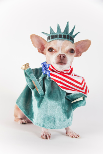 little chihuahua dressed as liberty statue with the american flag