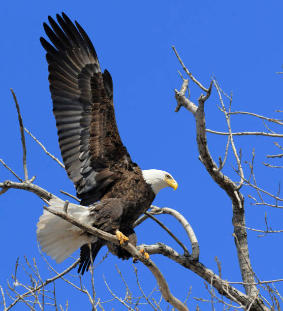 istock Strong Proud Bald Eagle Treetop Landing 157484349