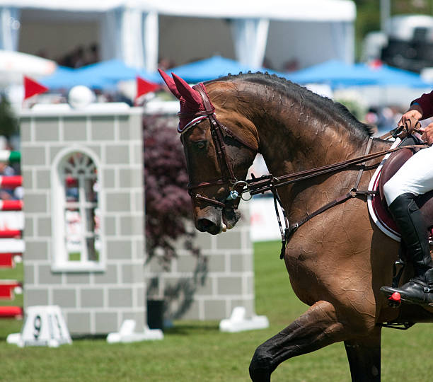 istock horse at a show jumping 157484366