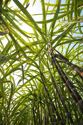 Sugar cane growing in the Guangxi Region of China, photographed from ground level.