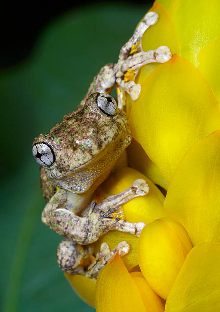 Emerald spotted tree frog stock photo