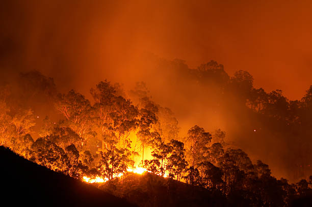 Forest fire stock photo