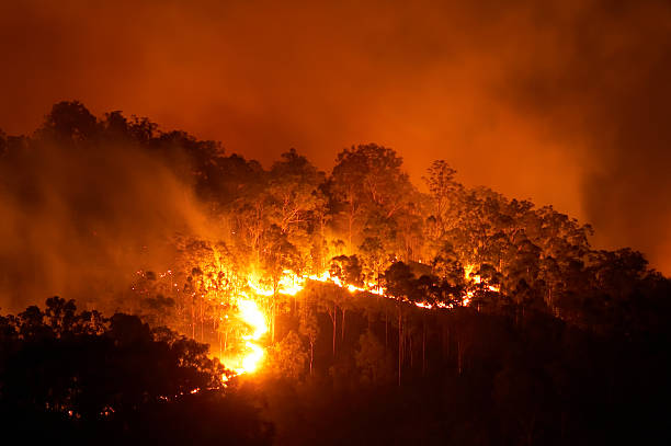 Forest fire at night with bright flames stock photo