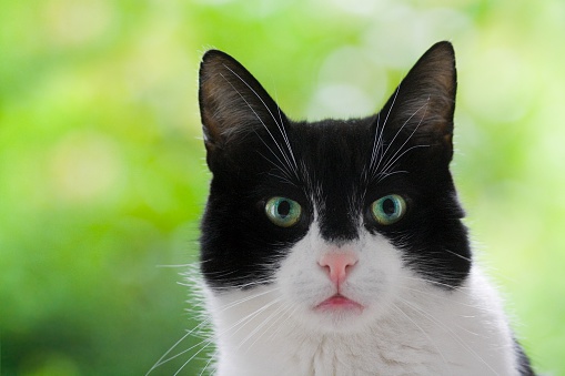 close up of a young beautiful black and white domestic cat with green background, space for any content