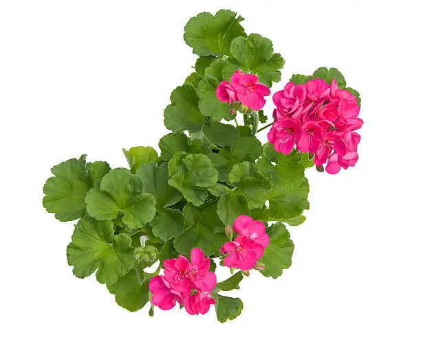 A pink geranium with clipping path
