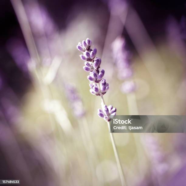 Foto de Lavanda e mais fotos de stock de Abstrato - Abstrato, Beleza natural - Natureza, Canteiro de Flores