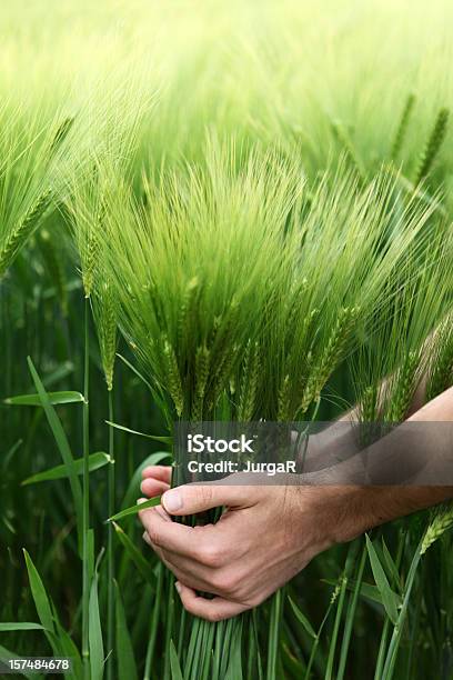 Hands Holding Green Wheat In A Field Stock Photo - Download Image Now - Wheat, Agricultural Field, Agriculture