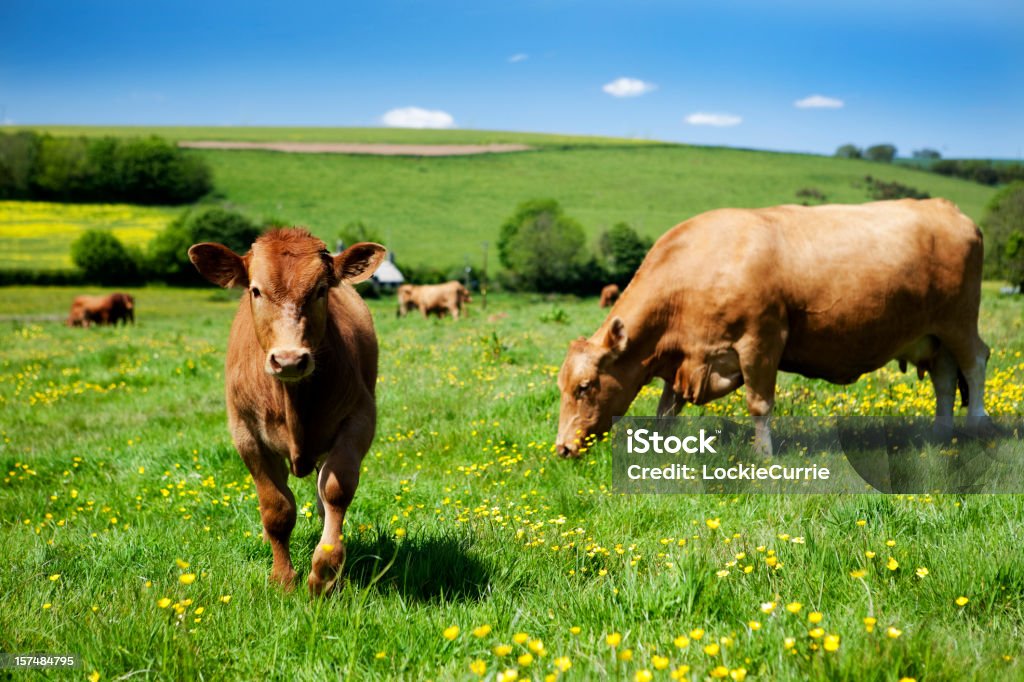 Can Cows Eat Buttercups? Discover the Truth About Cattle and Buttercups