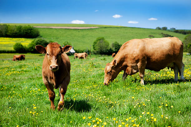 Brown cows grazing in a grass field with buttercups MORE COW PICTURES - CLICK HERE  grazing stock pictures, royalty-free photos & images