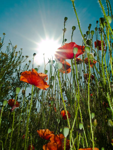 Field of poppies