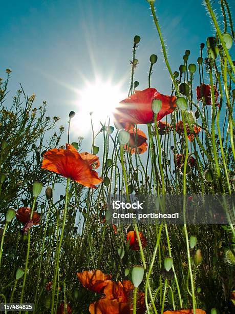 Field Of Poppies — стоковые фотографии и другие картинки Вертикальный - Вертикальный, Весна, Горизонт над землей